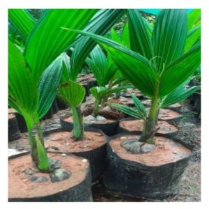 Malaysian Dwarf Tree