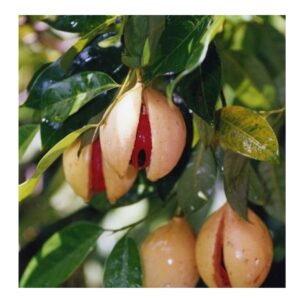 High breed Jathi Thai