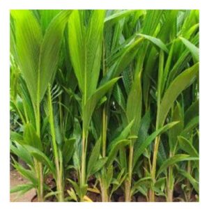 Kuttiyadi Coconut Tree