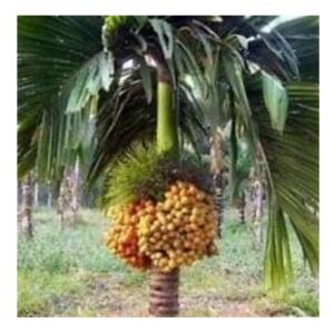 High breed Arecanut Trees