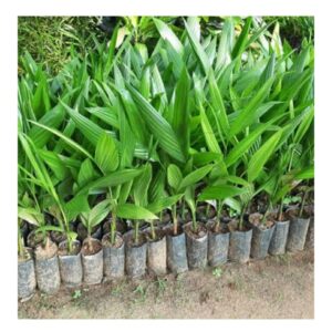 Mohith Nagar Arecanut Trees