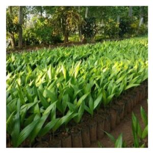 Inter Mangala High breed Trees