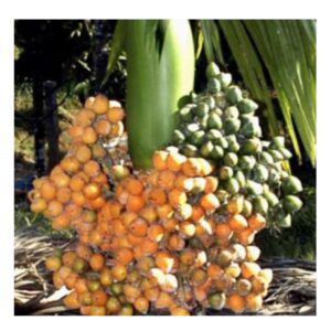 High Breed Arecanut Trees