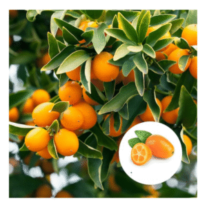 Israel orange Plant