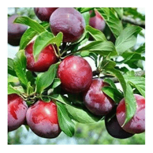 Plum Fruit Plant