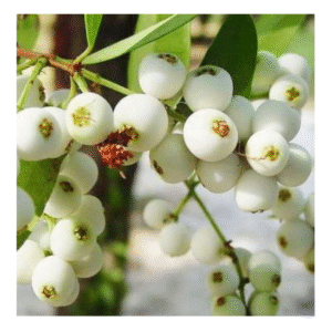 Poocha Pazham / Cat Fruit plant