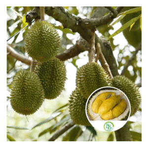 Durian Fruit Plant