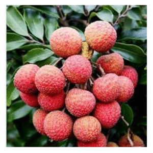 Indian Lichi
