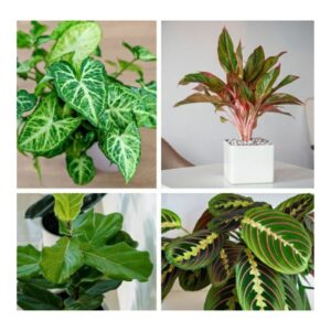 Green Bliss - Indoor Plants