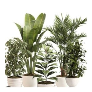 Nature’s Nest - Indoor Plants