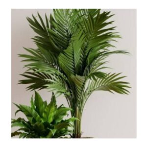 Lush Living  - Indoor Plants