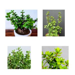 Home Nest - Indoor Plants