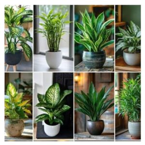 Oxygen Boost - Indoor Plants
