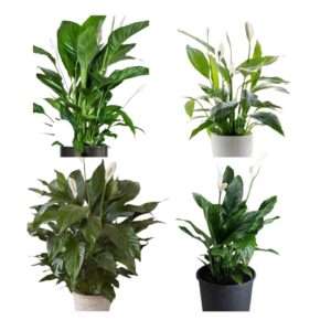 Mini Jungl - Indoor Plants