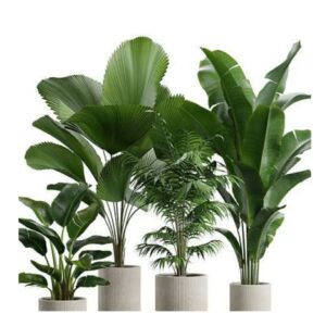 Fresh Corner Bundle - Indoor Plants