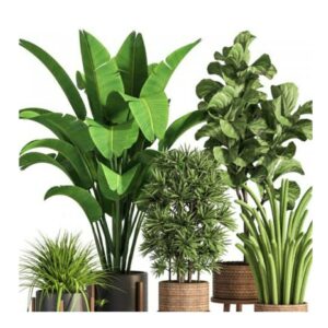 Air Purifier - Indoor Plants