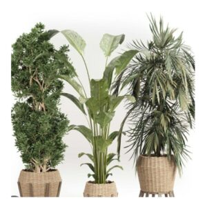 Zen Vibes- Indoor Plants