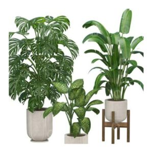 Tropical Touch - Indoor Plants