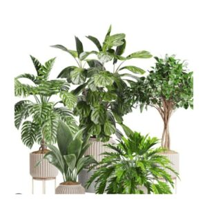 Evergreen Indoors
