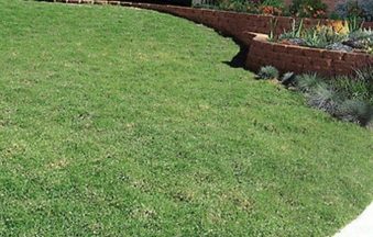 Buffalo Grass Garden