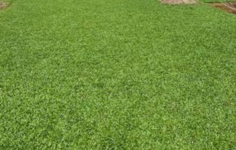 Pearl Grass Garden (1)